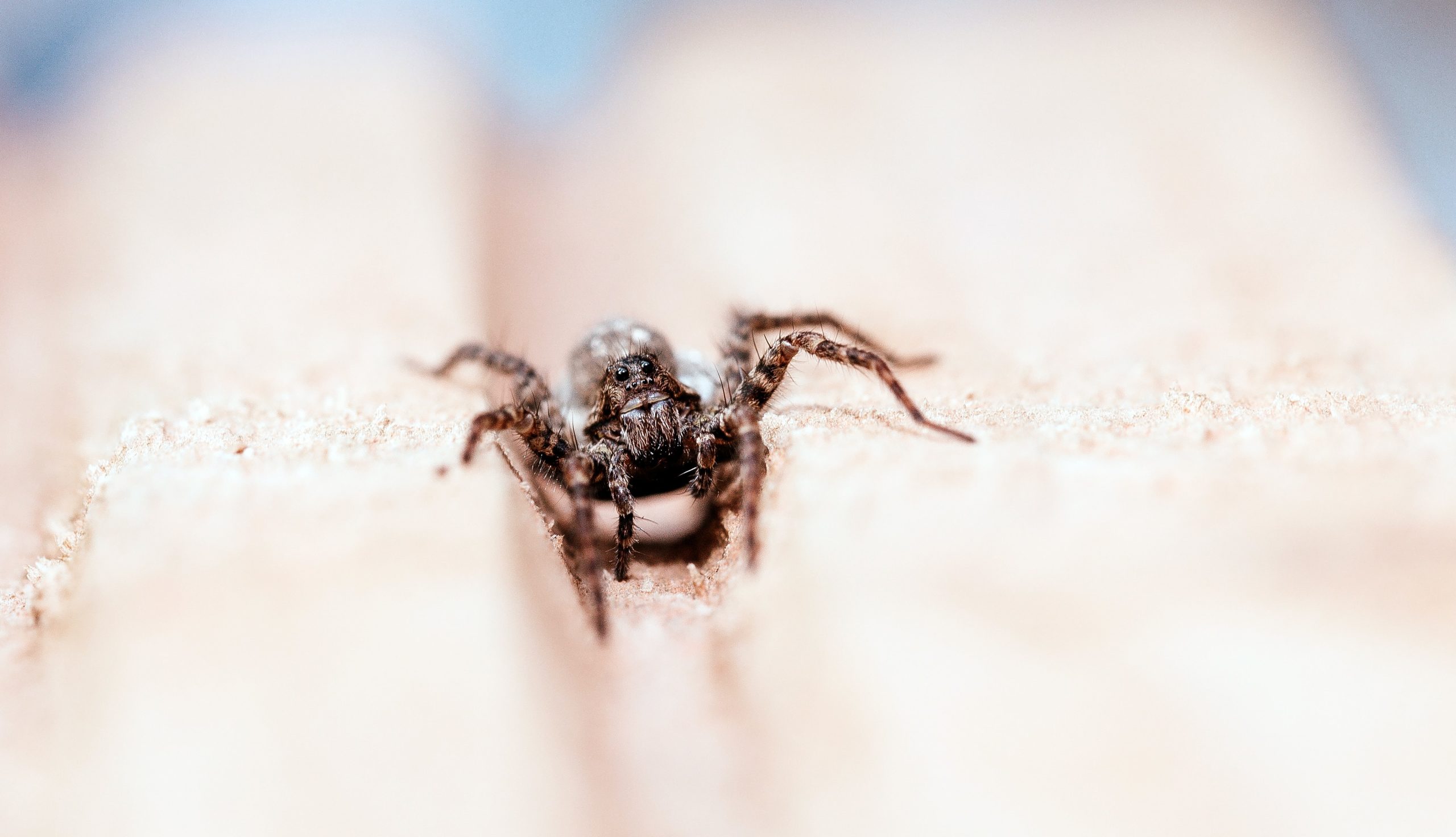 Common Household Spiders in New Jersey and Pennsylvania Lethal Pest