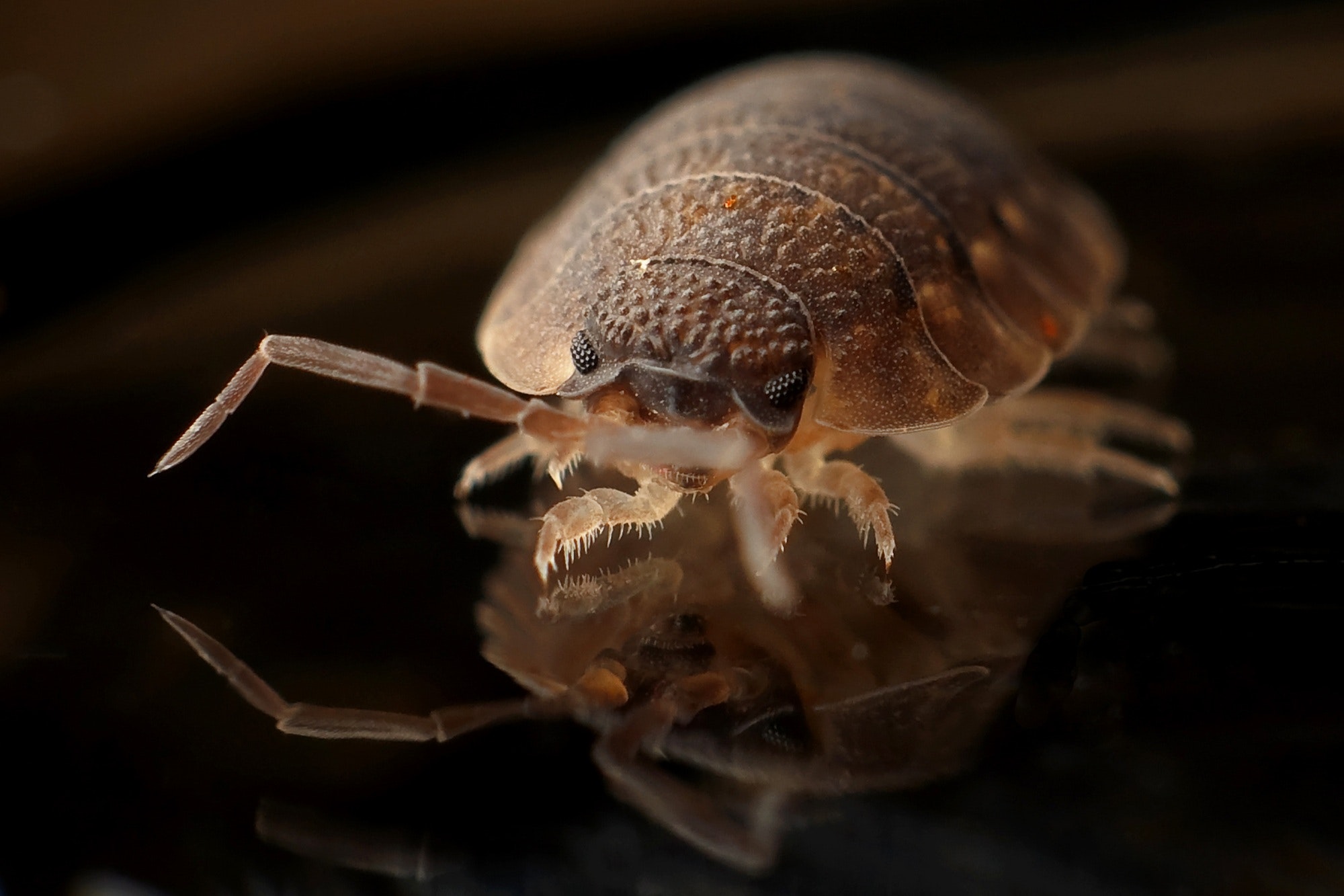 Can I Bring Bed Bugs Into My Home From an Infested Hotel?