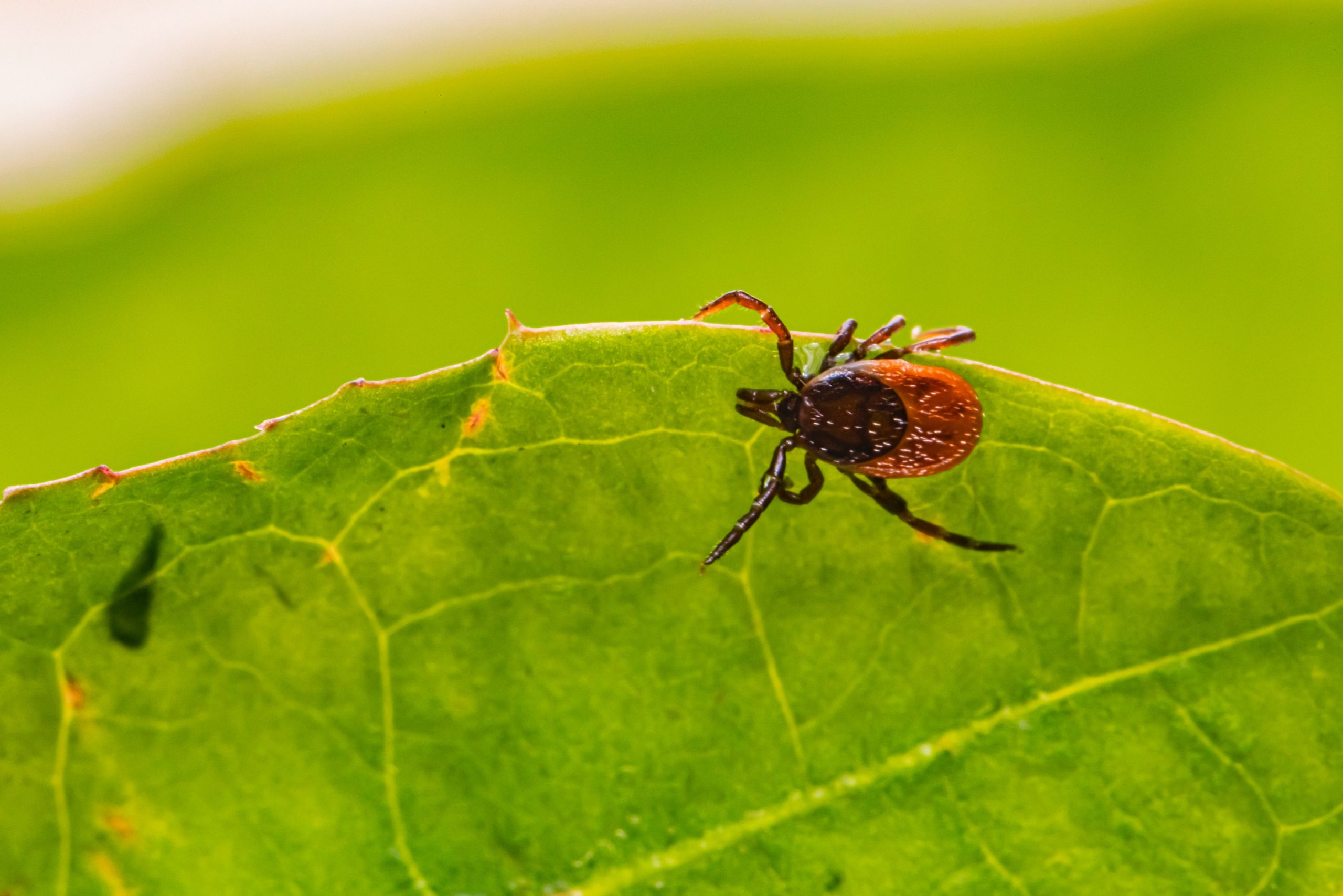 When is Tick Season? Lethal Pest Solutions